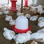 Poultry intervention in Dudhnoi and Khowai, Assam